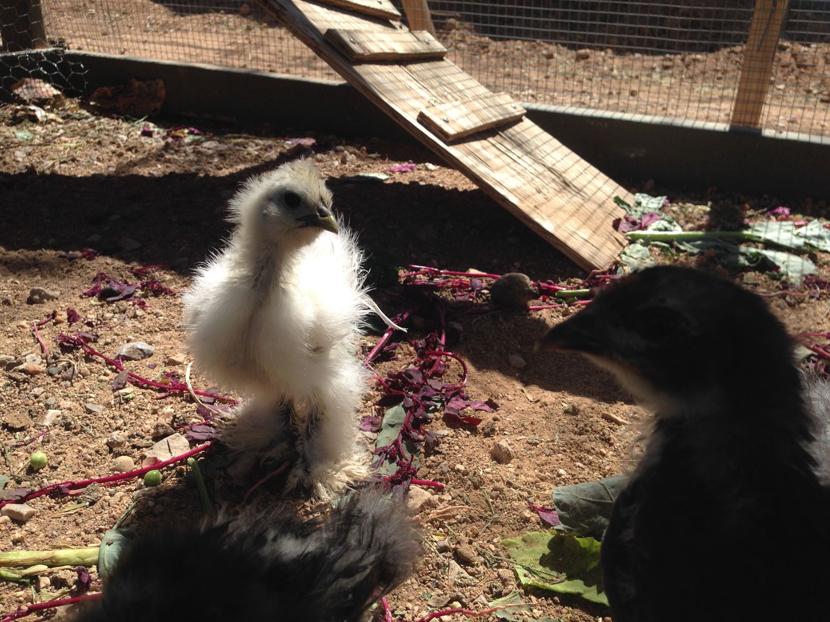 Readers show their chickens
